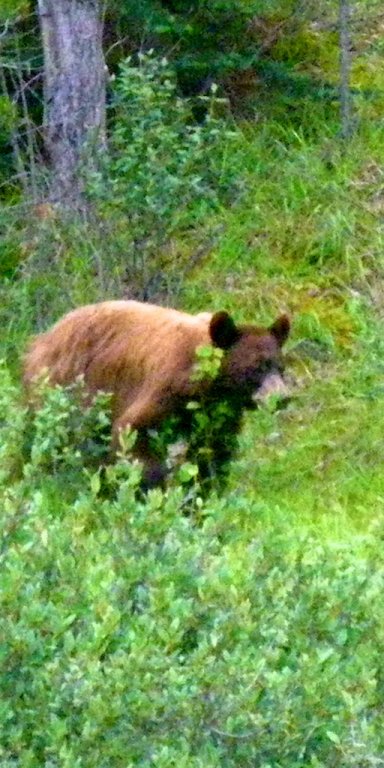 First meeting with a grisly bear. This occur close to our cabins.