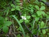 Canadian Dwarf Cornel, Canadian Bunchberry, Quatre-temps, or Crackerberry. Lat: Cornus canadensis