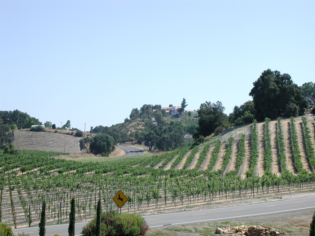 Många lantbrukare har börjat odla vin i stället för olika sädesslag