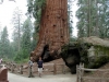 Sequoia nationalpark