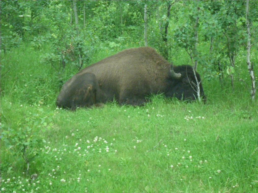 On the way to Chauvin we made a visit to the Elk Island National Park of CANADA in search for buffalos and we found one sleeping.