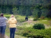 Karin and Emma taking pictures of a black bear