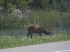 Elk on the brink of the road.