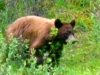 First meeting with a grisly bear. This occur close to our cabins.