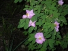 Alberta Wild rose