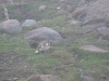 Willow ptarmigan