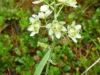 Death Camas in Maligne Canyon