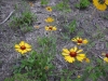 Black-Eyed Susan (Rudbecka hirta (Asteraceae)) in Maligne Canyon