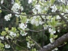 Körsbärsblommor Klockspelsvägen Staffanstorp