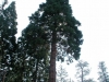 Sequoia nationalpark