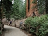 Sequoia nationalpark