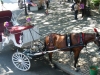 Horse and wagon to walk the central park