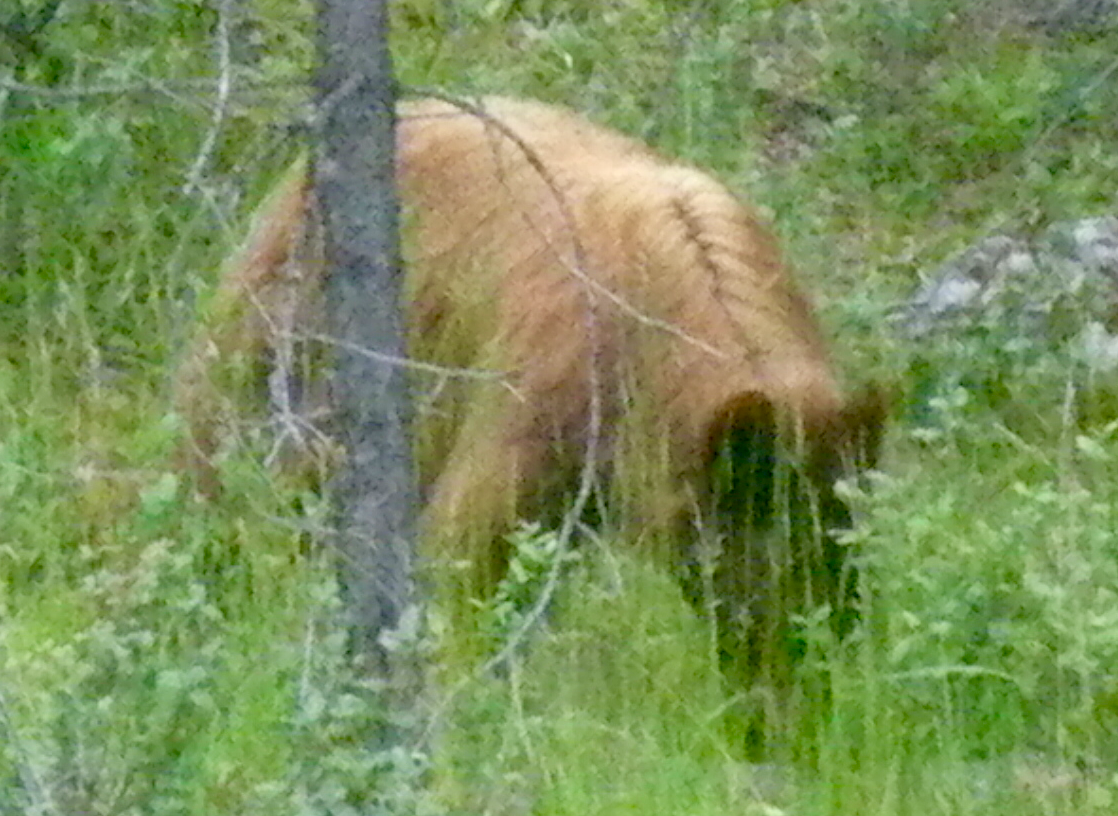 Grizzlybjörn