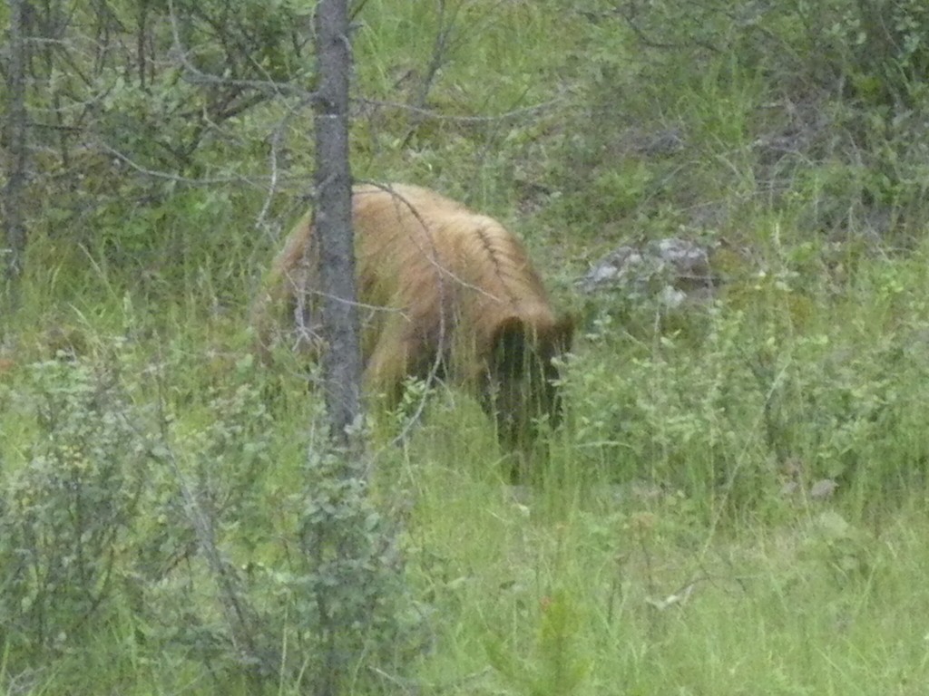 Stugby i Jasper National Park